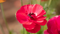 The Flowers Fields