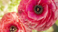 The Flowers Fields