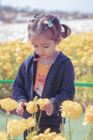 The Flowers Fields