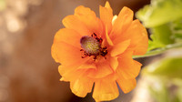 The Flowers Fields