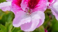 The Flowers Fields