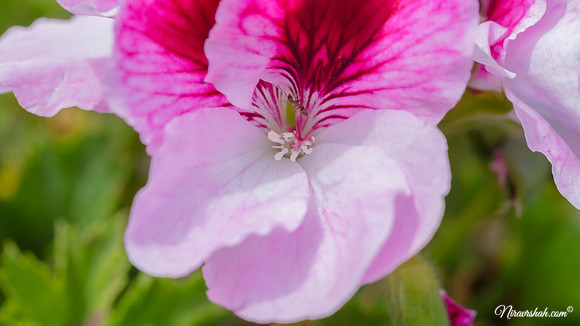 The Flowers Fields