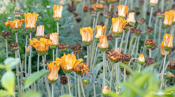 The Flowers Fields