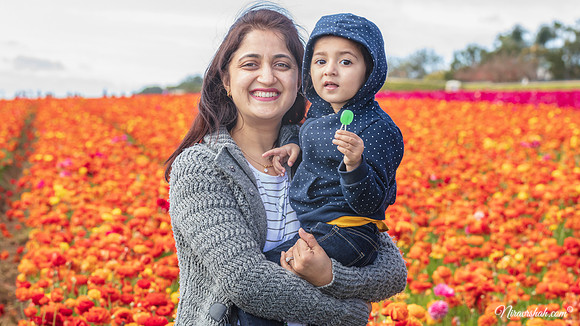 The Flowers Fields