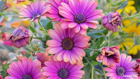 The Flowers Fields