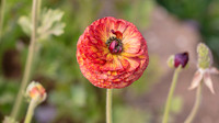 The Flowers Fields