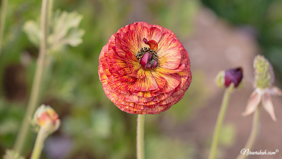 The Flowers Fields