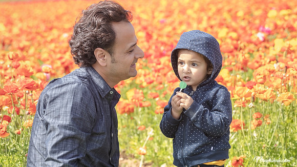 The Flowers Fields