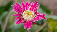 The Flowers Fields