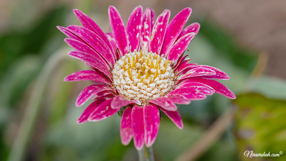 The Flowers Fields