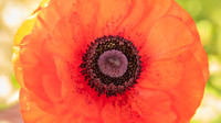 The Flowers Fields
