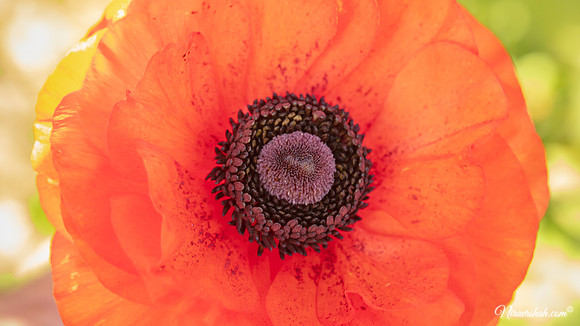 The Flowers Fields