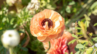 The Flowers Fields