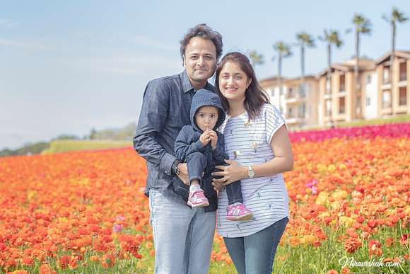 The Flowers Fields