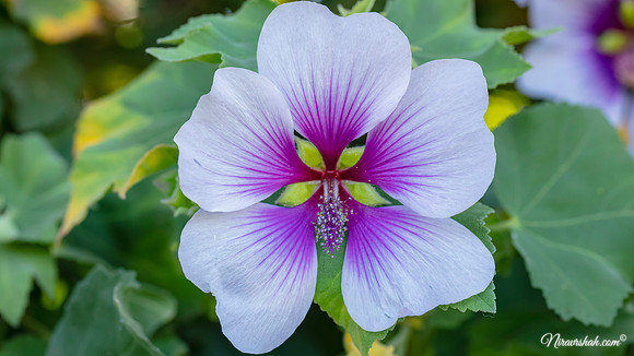 The Flowers Fields