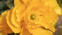 The Flowers Fields