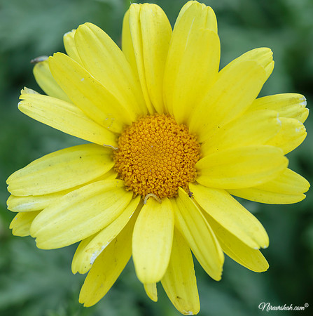 The Flowers Fields