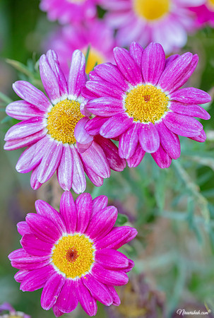 The Flowers Fields