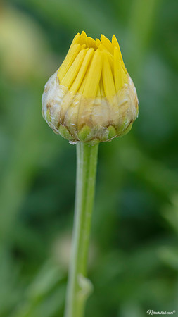 The Flowers Fields
