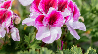 The Flowers Fields