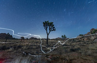 Joshua Tree