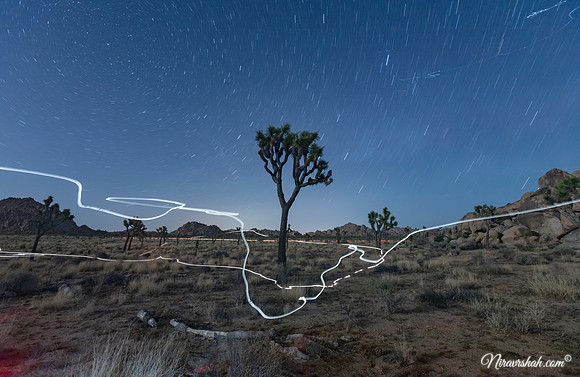 Joshua Tree