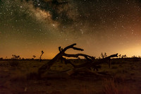 Joshua Tree