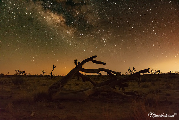 Joshua Tree