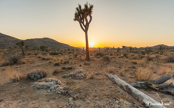 Joshua Tree