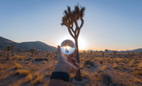 Joshua Tree