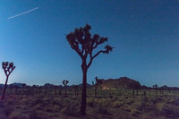 Joshua Tree