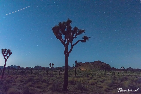 Joshua Tree