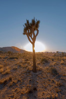 Joshua Tree