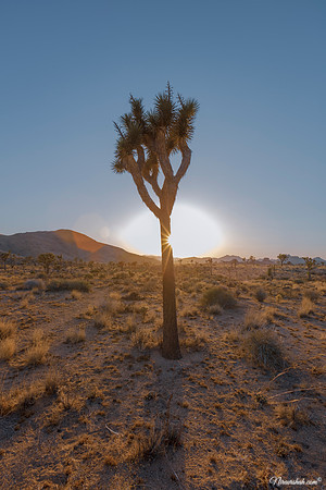 Joshua Tree
