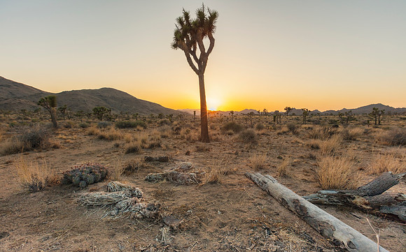 Joshua Tree