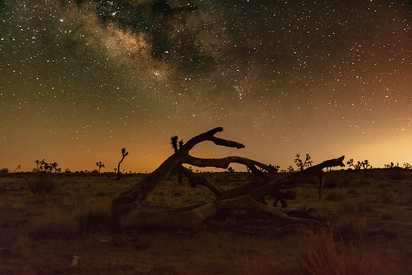 Joshua Tree