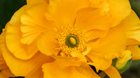 The Flowers Fields
