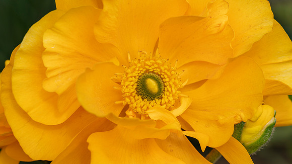 The Flowers Fields