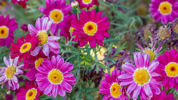 The Flowers Fields